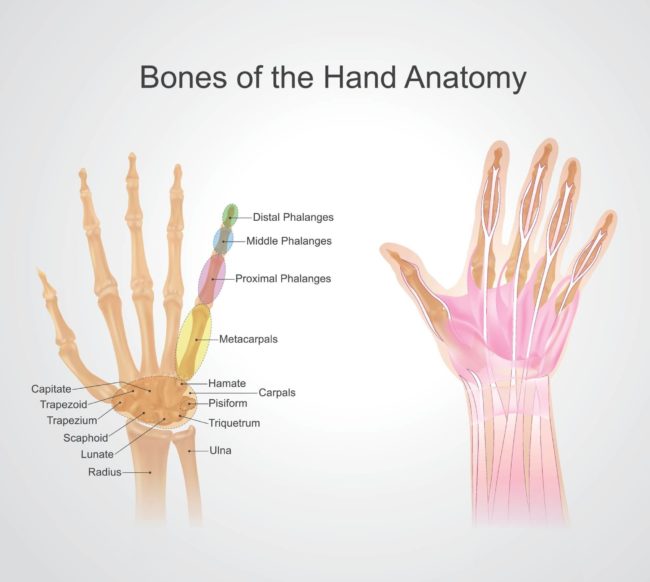 Arora Blog Myths about Bones inner image 671724502