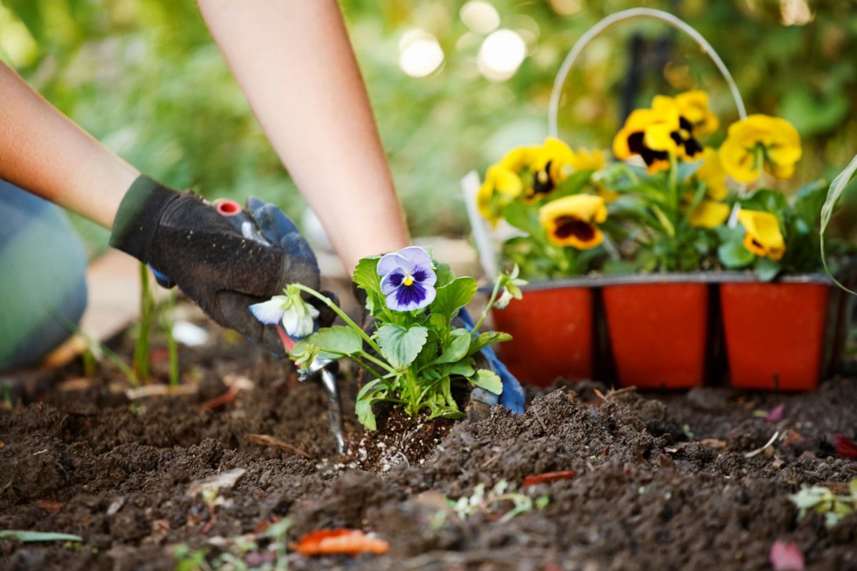 It's important to protect your hands while gardening in order to prevent injury, insect bites, and irritation.