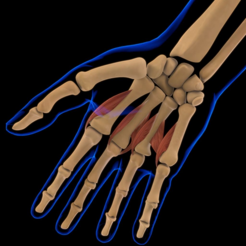 How many muscles are in the hand? About 30 muscles are in the human hand, including lumbrical muscles as shown in this graphic.